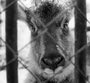 Enclosure: Moscow Zoo, 1993