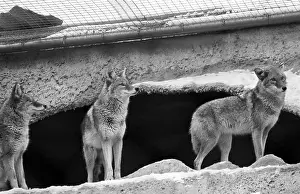 Enclosure: Moscow Zoo, 1994