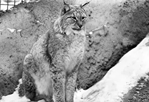 Enclosure: Moscow Zoo, 1994