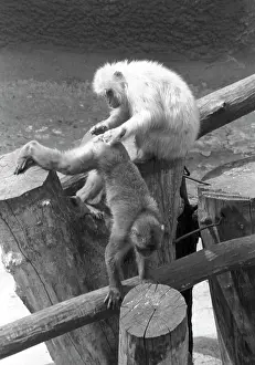 Monkeys: Moscow Zoo, 1995