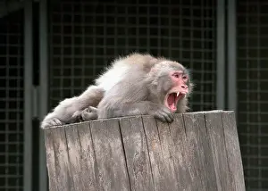 Macaque: Moscow Zoo, 1996