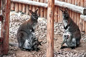Kangaroos: Moscow Zoo, 1996