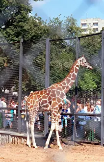 Giraffe: Moscow Zoo, 1996