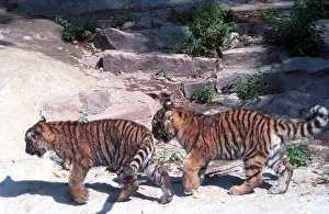 Enclosure: Moscow Zoo, 1996