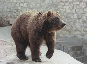 Enclosure: Moscow Zoo, 1996