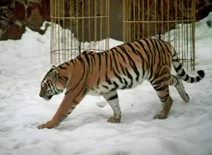 Enclosure: Moscow Zoo, 1996