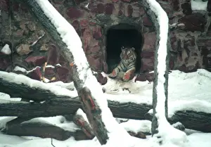 Enclosure: Moscow Zoo, 1996