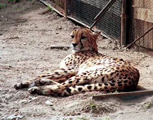 Enclosure: Moscow Zoo, 1997