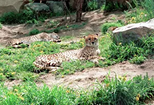 Cheetahs: Moscow Zoo, 1997
