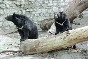 Enclosure: Moscow Zoo, 1997