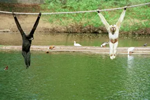 Exercises: Moscow Zoo, 1997