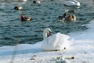 Lyudmila: Moscow Zoo, 1997