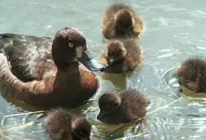 Ducklings: Moscow Zoo, 1998
