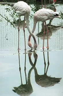 Flamingos: Moscow Zoo, 1998