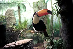 Inhabits: Moscow Zoo, 1998