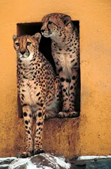 Cheetahs: Moscow Zoo, 1998