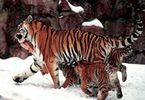 Tigress: Moscow Zoo, 1998