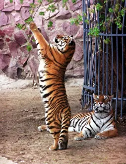 Enclosure: Moscow Zoo, 1998