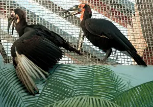 Hornbills: Moscow Zoo, 1999