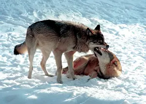 Wolves: Moscow Zoo, 1999