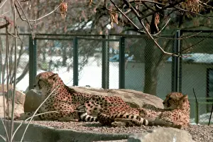 Cheetahs: Moscow Zoo, 1999