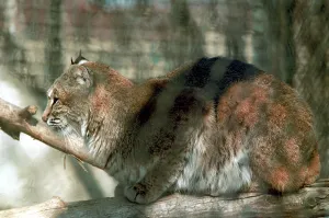 Aleksandrova: Moscow Zoo, 1999