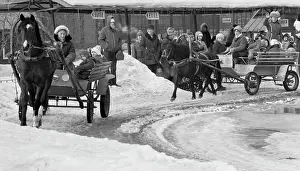Ponies: Moscow Zoo