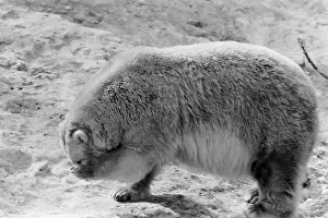 Enclosure: Moscow Zoo