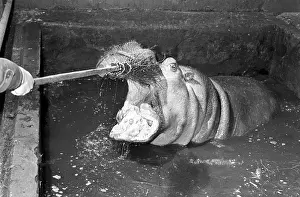 Hippopotamus: Moscow Zoo