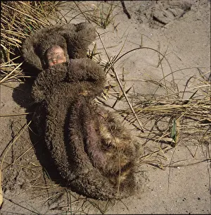 Forgotten: Moses In The Sand Dunes. Teesmouth 1985