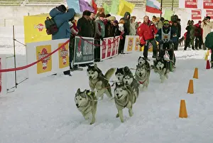 Participant: Moskoviya-96 Sled Dog Racing