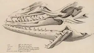1780: Mososaurus. Huge skull found in a quarry at Maastricht