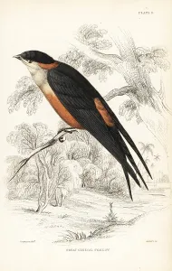 Lizars: Mosque swallow, Cecropis senegalensis