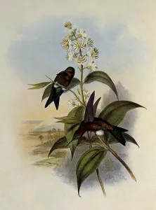 Puffleg: Mosquera's Puffleg, Eriocnemis Mosquera