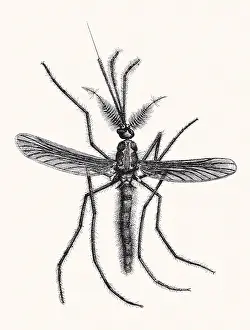 Arthropods: Mosquito