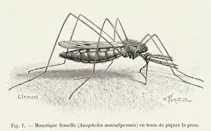Mosquitos: Mosquito biting a Human