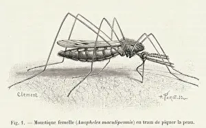 Mosquitos: Mosquito biting a Human
