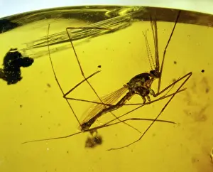 Culicidae: Mosquito in Dominican amber