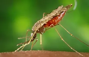 Typhus: Mosquito feeding. The anopheles albimanus ?