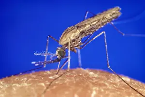 Typhus: Mosquito feeding. The anopheles gambiae ?