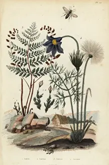 Anemia: Moss, mining bee, fern and pasque flower