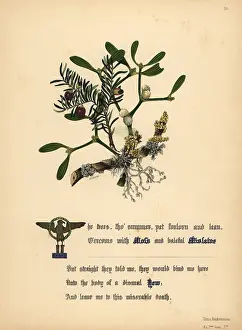 Andronicus: Moss, Mistletoe and Yew (Titus Andronicus)