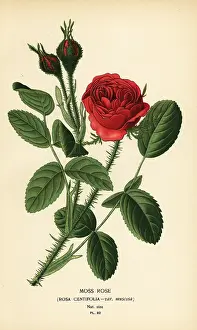 Centifolia: Moss rose, Rosa centifolia var. muscosa
