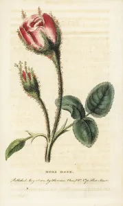 Muscosa: Moss rose, Rosa muscosa