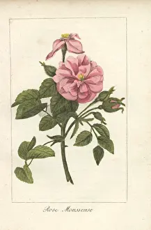 Prudhomme: Moss rose, Rosa muscosa