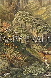 Mosses: MOSSES IN FOREST