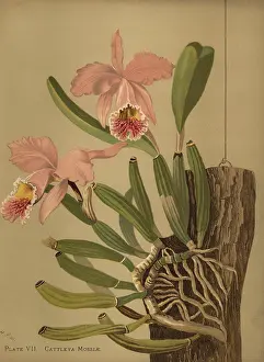 Cattleya: Moss's cattleya or easter orchid, Cattleya