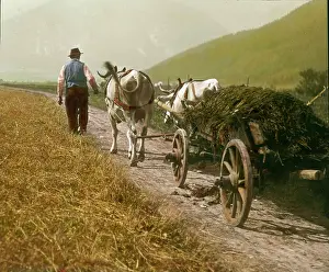 Manure: Mostviertel. Team of oxen transporting manure