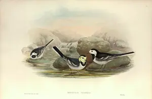 Pied: Motacilla alba, white wagtail