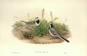 Pavo: Motacilla alba, white wagtail